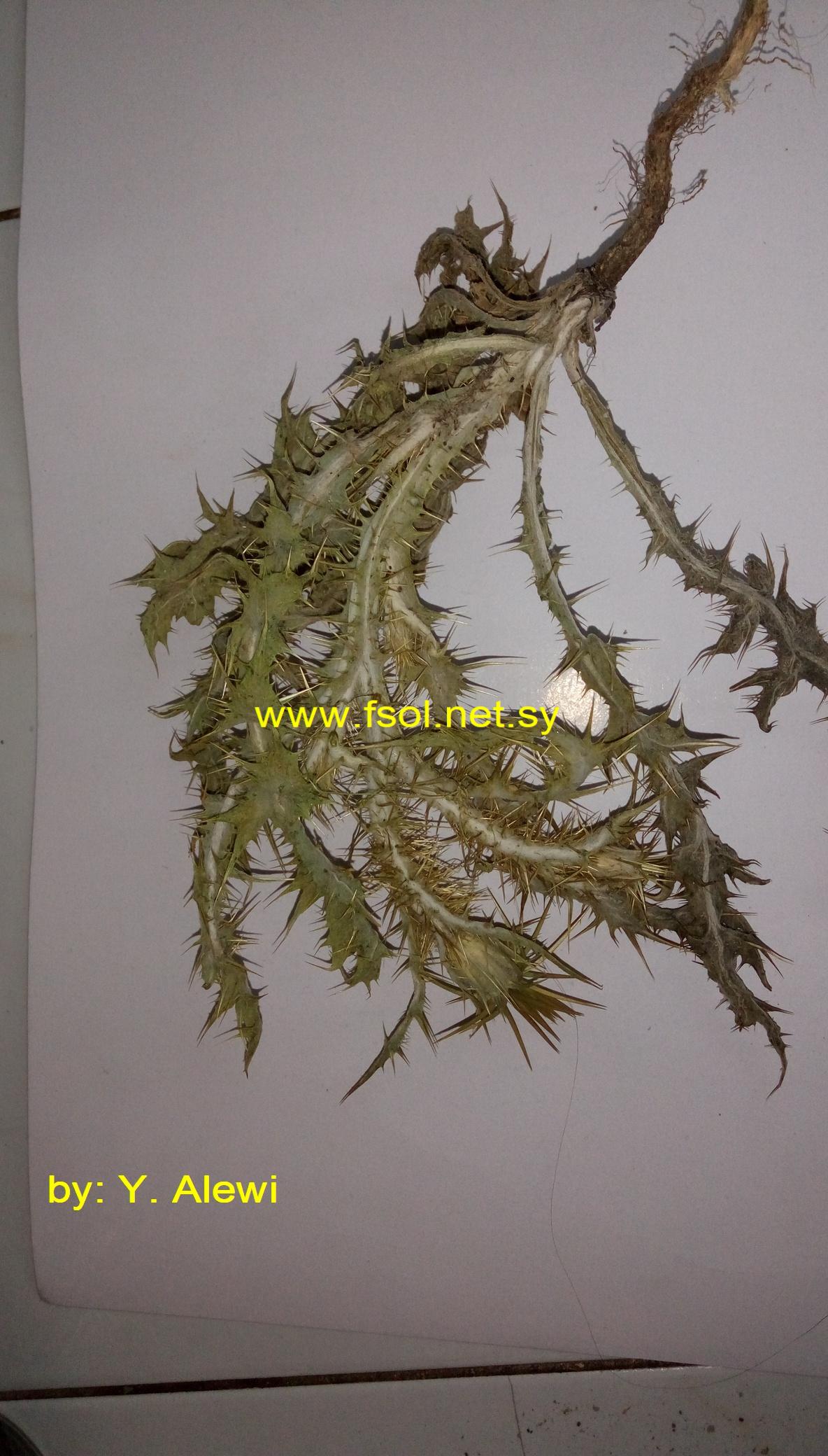Onopordum anisacanthum Boiss.